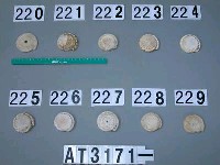 藏品(芋螺貝)的圖片